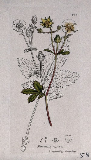 view A plant (Potentilla rupestris): flowering stem, leaf and floral segments. Coloured engraving after J. Sowerby, 1809.