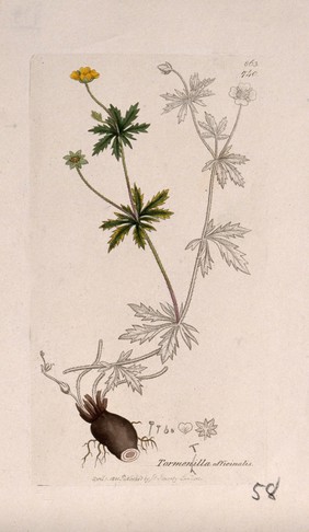 Tormentil (Potentilla erecta): flowering stem, rhizome and floral segments. Coloured engraving after J. Sowerby, 1801.