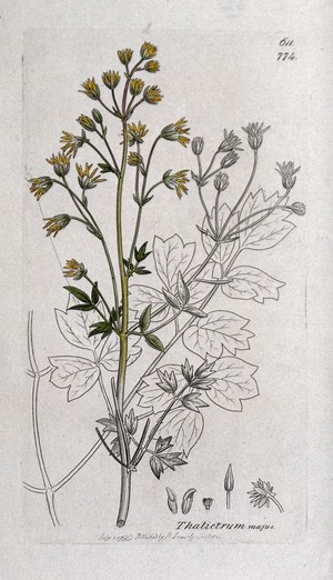 view Meadow-rue (Thalictrum majus): flowering stem, leaf and floral segments. Coloured engraving after J. Sowerby, 1799.