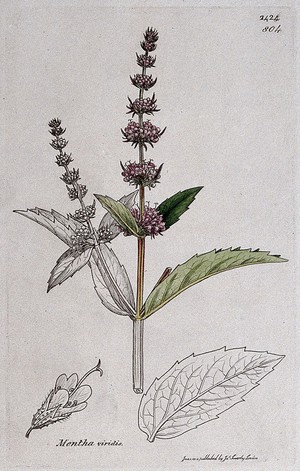 view A mint plant (Mentha viridis): flowering stem, leaf and floral segments. Coloured engraving after J. Sowerby, 1812.