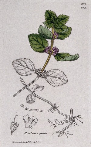 view Corn mint (Mentha arvensis): flowering stem, roots and floral segments. Coloured engraving after J. Sowerby, 1810.