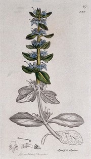 Bugle (Ajuga alpina): flowering stem and floral segments. Coloured engraving after J. Sowerby, 1798.