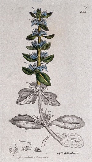 view Bugle (Ajuga alpina): flowering stem and floral segments. Coloured engraving after J. Sowerby, 1798.