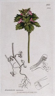 Red deadnettle (Lamium purpureum): flowering stem, roots and floral segments. Coloured engraving after J. Sowerby, 1808.