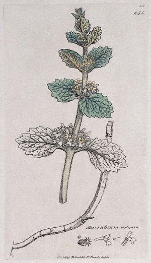view White horehound (Marrubium vulgare): flowering stem, root and floral segments. Coloured engraving after J. Sowerby, 1797.