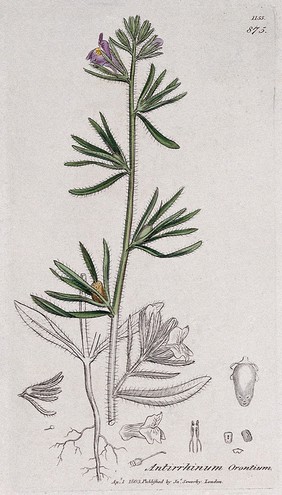 A plant (Antirrhinum orontium) related to snapdragon: flowering stem, roots and floral segments. Coloured engraving after J. Sowerby, 1803.
