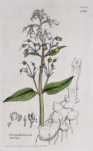 view Common figwort (Scrophularia nodosa): flowering stem, root and floral segments. Coloured engraving after J. Sowerby, 1805.