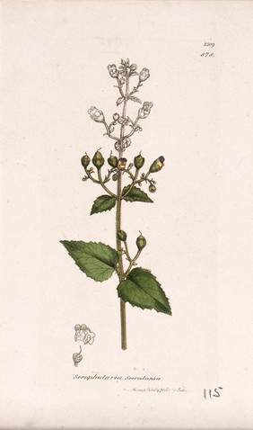 Figwort (Scrophularia scorodonia): flowering stem and floral segments. Coloured engraving after J. Sowerby, 1810.