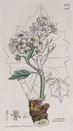 Sea kale (Crambe maritima): flowers, leafy stem and floral segments. Coloured engraving after J. Sowerby, 1801.