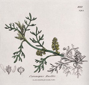 view Swine cress (Coronopus species): flowering stem and floral segments. Coloured engraving after J. Sowerby, 1806.