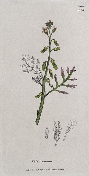 view A plant (Vella annua): flowering stem and floral segments. Coloured engraving after J. Sowerby, 1805.