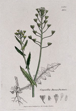 view Shepherd's purse (Capsella bursa-pastoris): flowering stem, leaf and floral segments. Coloured engraving after J. Sowerby, 1805.