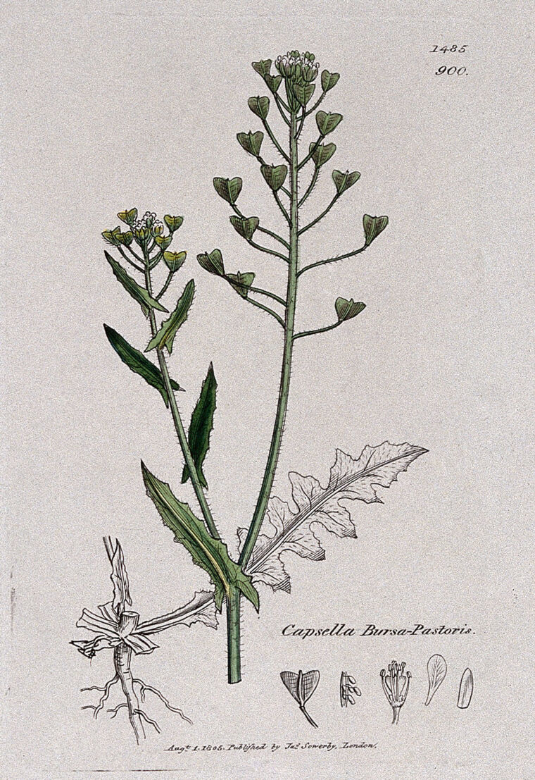 shepherd's-purse (Capsella bursa-pastoris) · iNaturalist