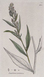 Dittander (Lepidium latifolium): flowering stem and floral segments. Coloured engraving after J. Sowerby, c. 1805.