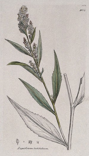 view Dittander (Lepidium latifolium): flowering stem and floral segments. Coloured engraving after J. Sowerby, c. 1805.