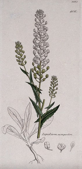 Pepperwort (Lepidium campestre): flowering stem, root and floral segments. Coloured engraving after J. Sowerby, c. 1805.