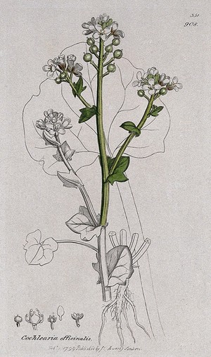 view Scurvy grass (Cochlearia officinalis): flowering stem, leaf, root and floral segments. Coloured engraving after J. Sowerby, 1799.