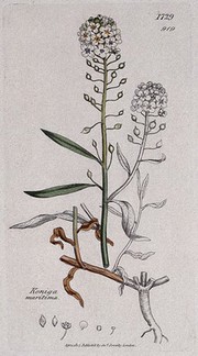 Sea or sweet alyssum (Lobularia maritima): flowering stem, root and floral segments. Coloured engraving after J. Sowerby, 1807.