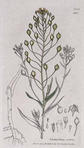 Gold-of-pleasure or false flax (Camelina sativa): flowering stem and floral segments. Coloured engraving after J. Sowerby, 1803.