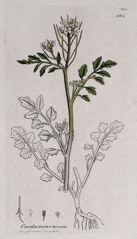 Hairy bitter-cress (Cardamine hirsuta): flowering stem, root and floral segments. Coloured engraving after J. Sowerby, 1798.