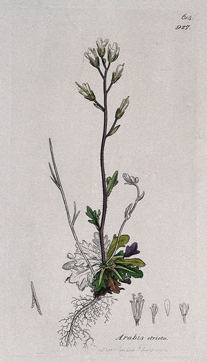 view Rock or wall cress (Arabis stricta): flowering stem, root and floral segments. Coloured engraving after J. Sowerby, 1798.