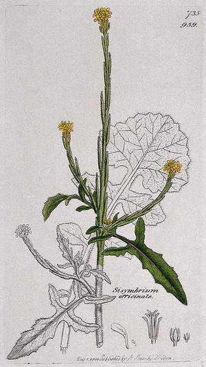 view Hedge mustard (Sisymbrium officinale): flowering stem, leaf and floral segments. Coloured engraving after J. Sowerby, 1800.