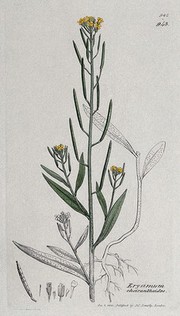 Treacle mustard plant (Erysimum cheiranthoides): flowering stem, root and floral segments. Coloured engraving after J. Sowerby, 1801.