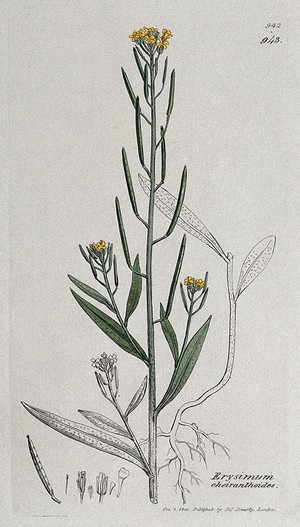 view Treacle mustard plant (Erysimum cheiranthoides): flowering stem, root and floral segments. Coloured engraving after J. Sowerby, 1801.