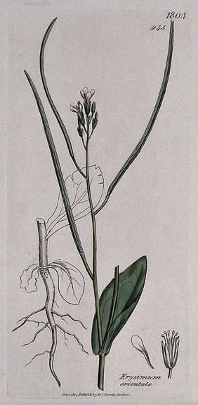 A plant (Erysimum orientale): flowering stem, root and floral segments. Coloured engraving after J. Sowerby, 1807.