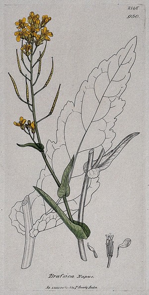 view Rape (Brassica napus): flowering stem, leaf and floral segments. Coloured engraving after J. Sowerby, 1810.