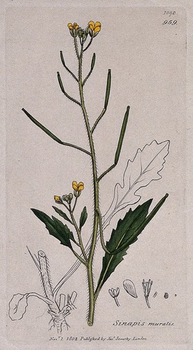 Wall rocket (Diplotaxis muralis): flowering stem, leaf and floral segments. Coloured engraving after J. Sowerby, 1802.