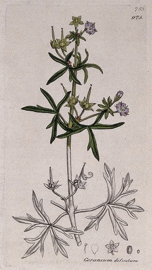 view Cut-leaved cranesbill (Geranium dissectum): flowering stem and floral segments. Coloured engraving after J. Sowerby, 1800.