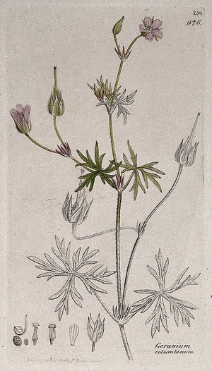 view Long-stalked cranesbill (Geranium columbinum): flowering stem and floral segments. Coloured engraving after J. Sowerby, 1795.