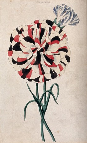 Carnations (Dianthus caryophyllus): two variegated flowers. Coloured aquatint, c. 1839.