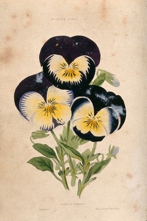 view Garden pansies (Viola cultivars): three flowers. Coloured aquatint, c. 1839.