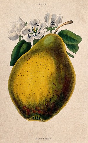 view Pear (Pyrus communis cv.): fruit and flowers. Coloured aquatint, c. 1839.