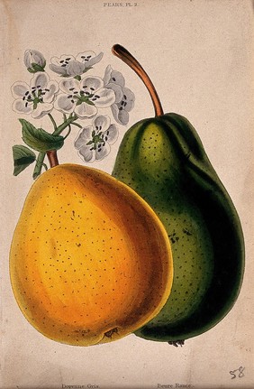 Two pears (Pyrus cultivars): fruit and flowers. Coloured aquatint, c. 1839.