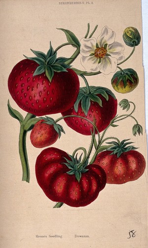 view Two strawberry plants (Fragaria cultivars): fruit and flowers. Coloured aquatint, c. 1839.