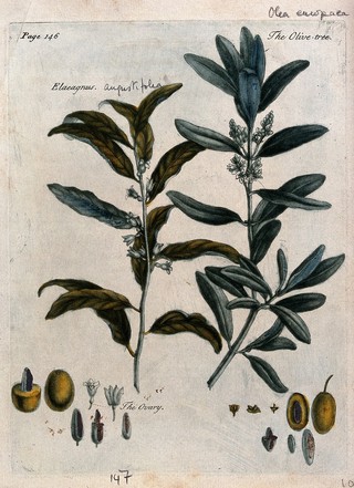 Olive (Olea europaea) and Russian olive (Elaeagnus angustifolia): flowering branches and floral segments. Colour and coloured mezzotint, c. 1741.