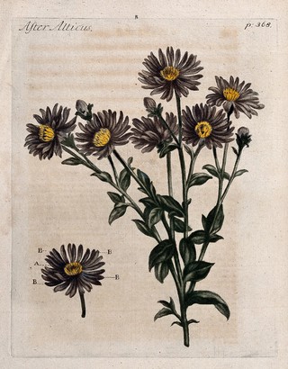 Michaelmas daisy (Aster amellus): flowering stem. Colour mezzotint, c. 1741.