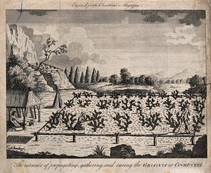 view A plantation of cochineal cacti (Nopalea cochenillifera) with workers gathering and preparing cochineal. Engraving.