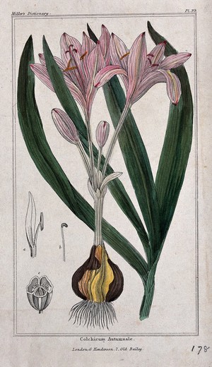 view Autumn crocus (Colchicum autumnale): flowering plant, leaves and floral segments. Coloured etching, c. 1836.