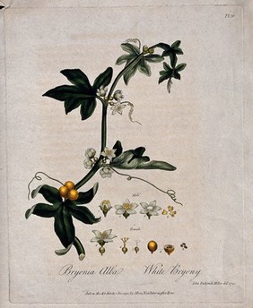 White bryony (Bryonia dioica): flowering and fruiting stem with floral segments. Coloured etching after J. Miller, 1791.