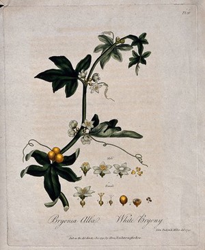 view White bryony (Bryonia dioica): flowering and fruiting stem with floral segments. Coloured etching after J. Miller, 1791.