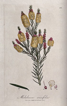 Paperbark tree (Melaleuca ericifolia): flowering shoot with leaf and floral segments. Coloured engraving by J. Sowerby, c. 1805, after himself.