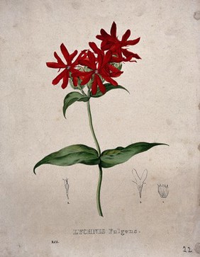 Rose campion (Lychnis fulgens): flowering stem and floral segments. Coloured lithograph by Burggraaff, c. 1830, after G. Severeyns.