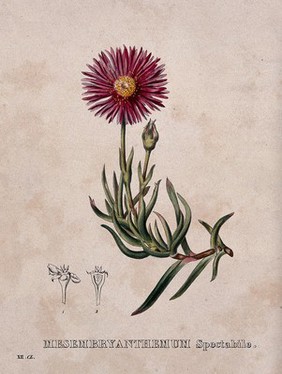 A plant (Mesembryanthemum spectabile): flowering stem and floral segments. Coloured lithograph by Burggraaff, c. 1830, after G. Severeyns.