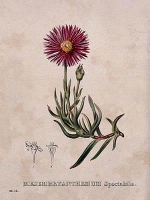 view A plant (Mesembryanthemum spectabile): flowering stem and floral segments. Coloured lithograph by Burggraaff, c. 1830, after G. Severeyns.