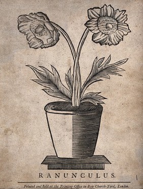 A plant (Ranunculus species): flowering plant in a pot. Woodcut.