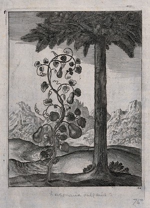 view Calabash or bottle gourd (Lagenaria siceraria): fruiting plant growing under a palm. Engraving.